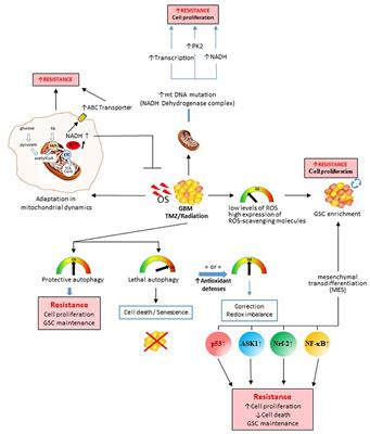 Drug Resistance in Glioblastoma: The Two Faces of Oxidative Stress